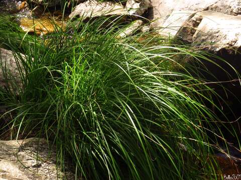 Image de Carex reuteriana Boiss.