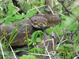 Image of Crotalus molossus nigrescens Gloyd 1936