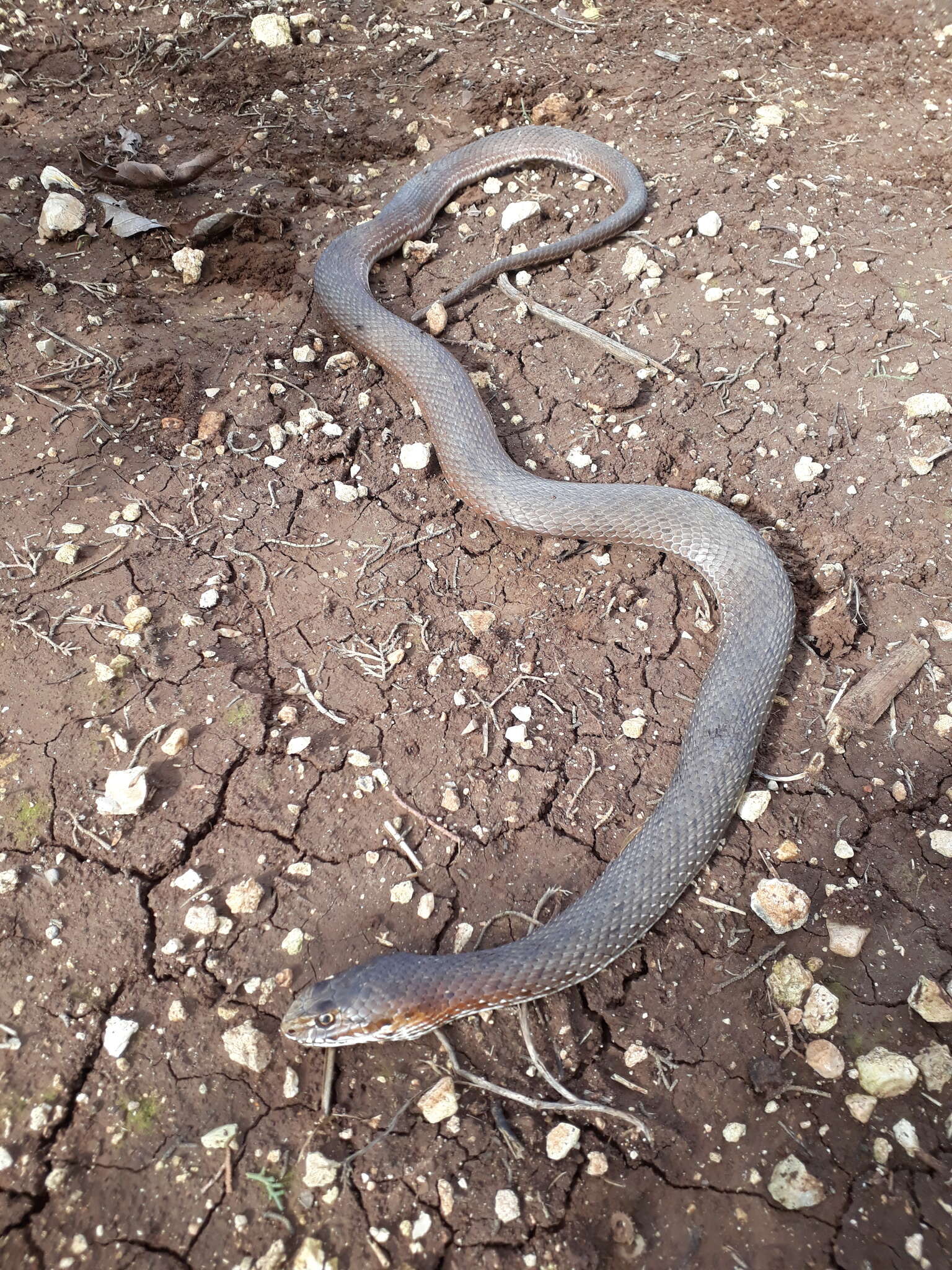 Image of Eastern Montpellier Snake