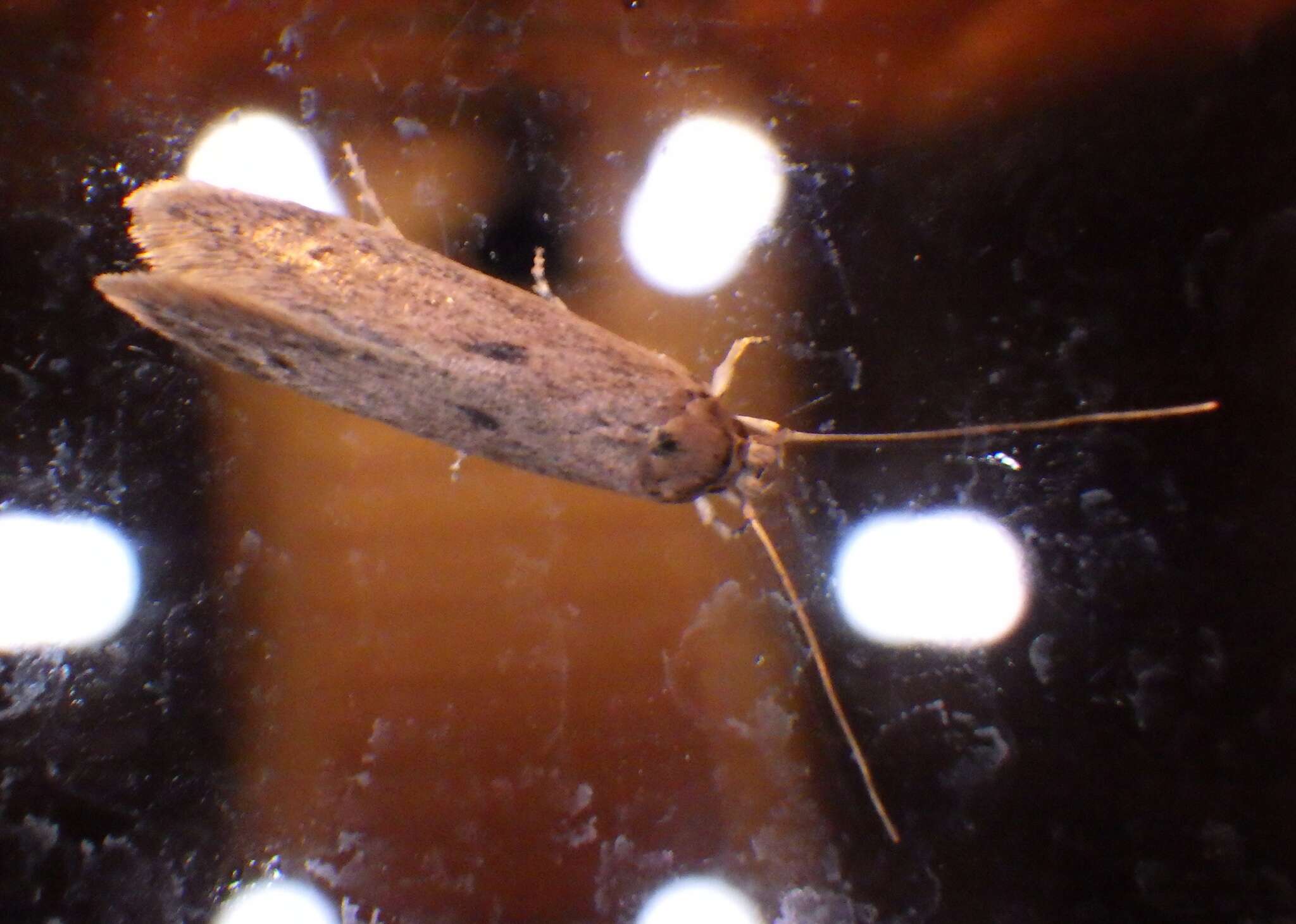 Image of Sugarcane borer