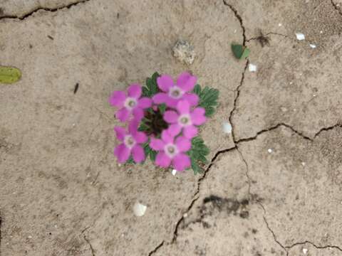 Image of Rio Grande mock vervain