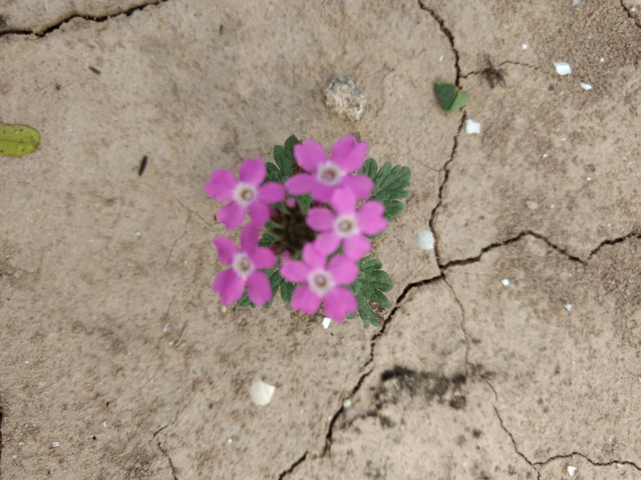 Image de Glandularia polyantha Umber