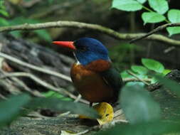 Image of Blue-headed Kingfisher