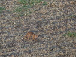 Image of Vulpes vulpes niloticus (É. Geoffroy Saint-Hilaire 1803)