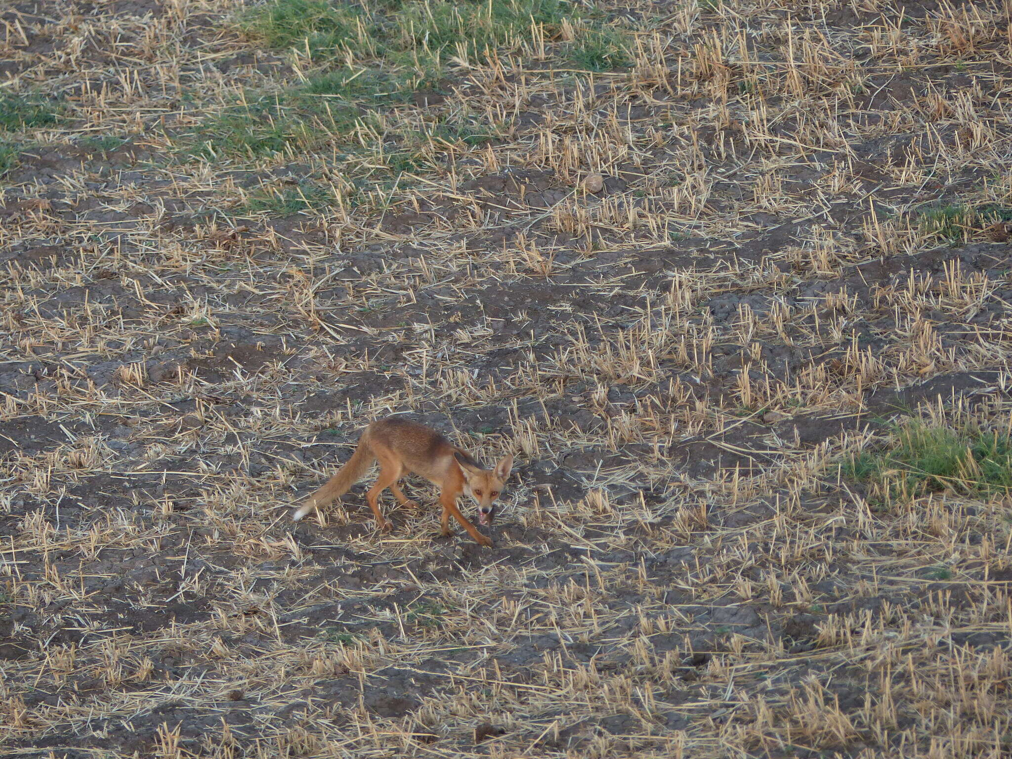 Image of Vulpes vulpes niloticus (É. Geoffroy Saint-Hilaire 1803)