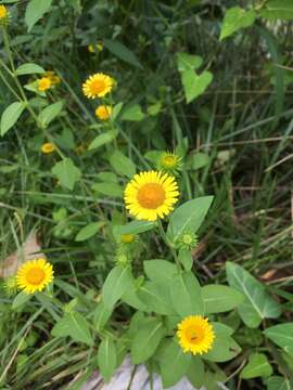 Image de Inula japonica Thunb.