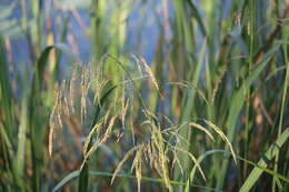 Image of giant cutgrass