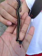 Image of Thamnophis sirtalis parietalis (Say ex James 1823)