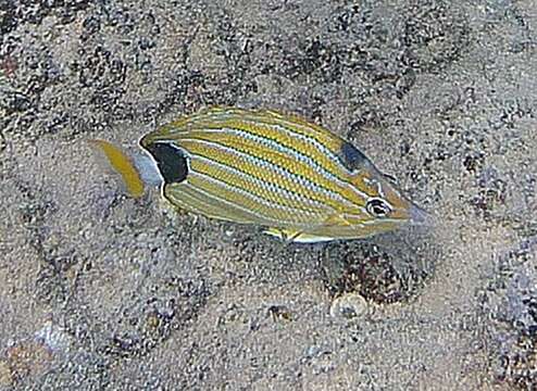 Image of Blue-lined Butterfly