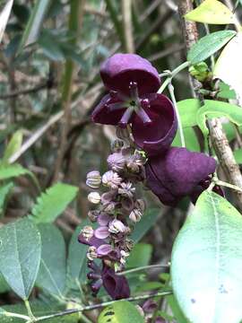 Image of Akebia longeracemosa Matsum.