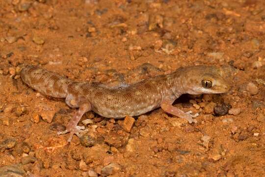 Image of Tesselated Gecko