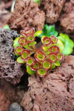 Image of Wright's golden saxifrage