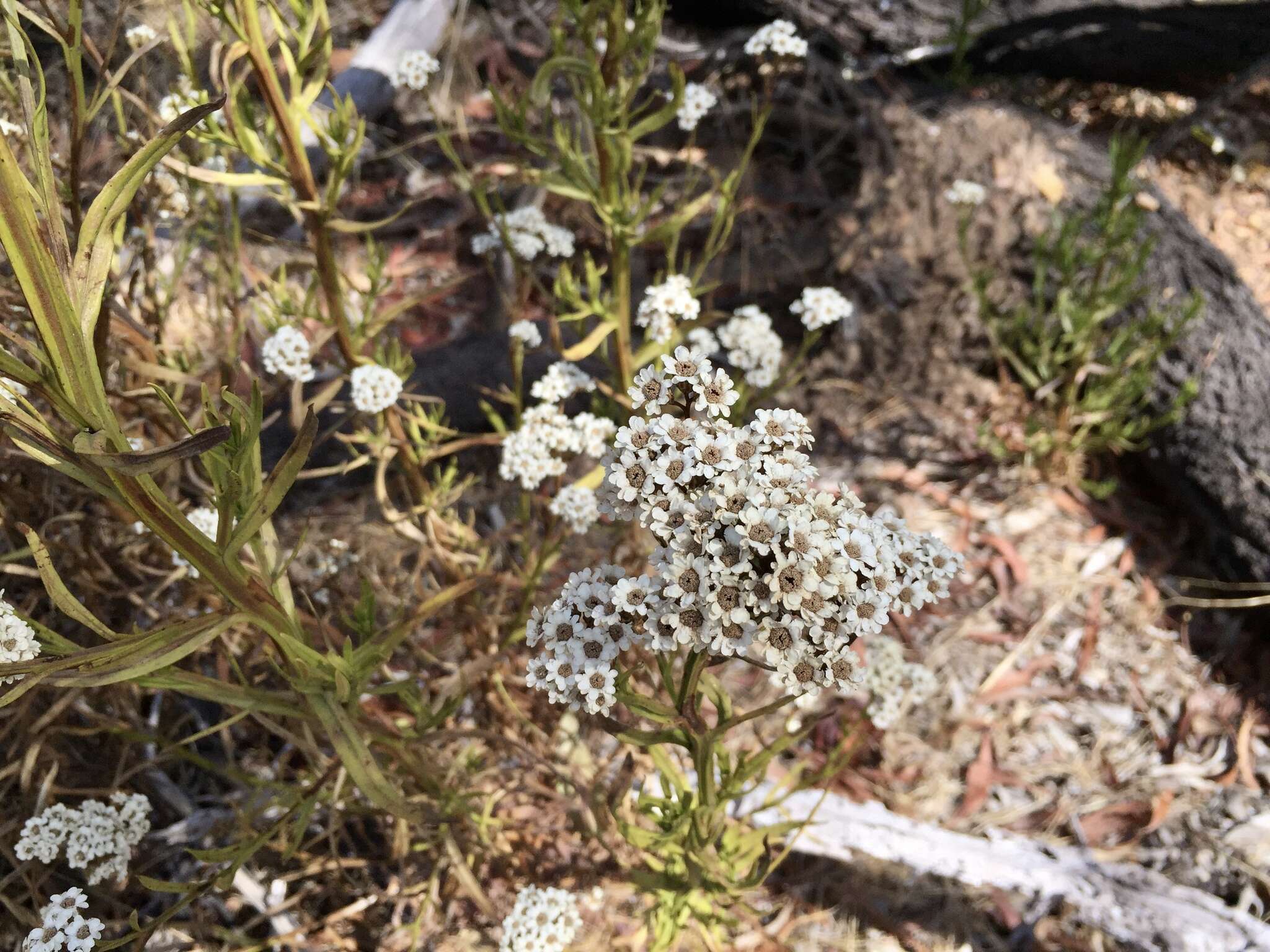 Image of Ixodia achillaeoides subsp. alata