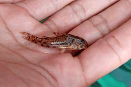 Imagem de Corydoras flaveolus Ihering 1911