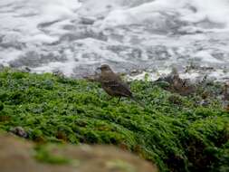 Image of Peruvian Seaside Cinclodes