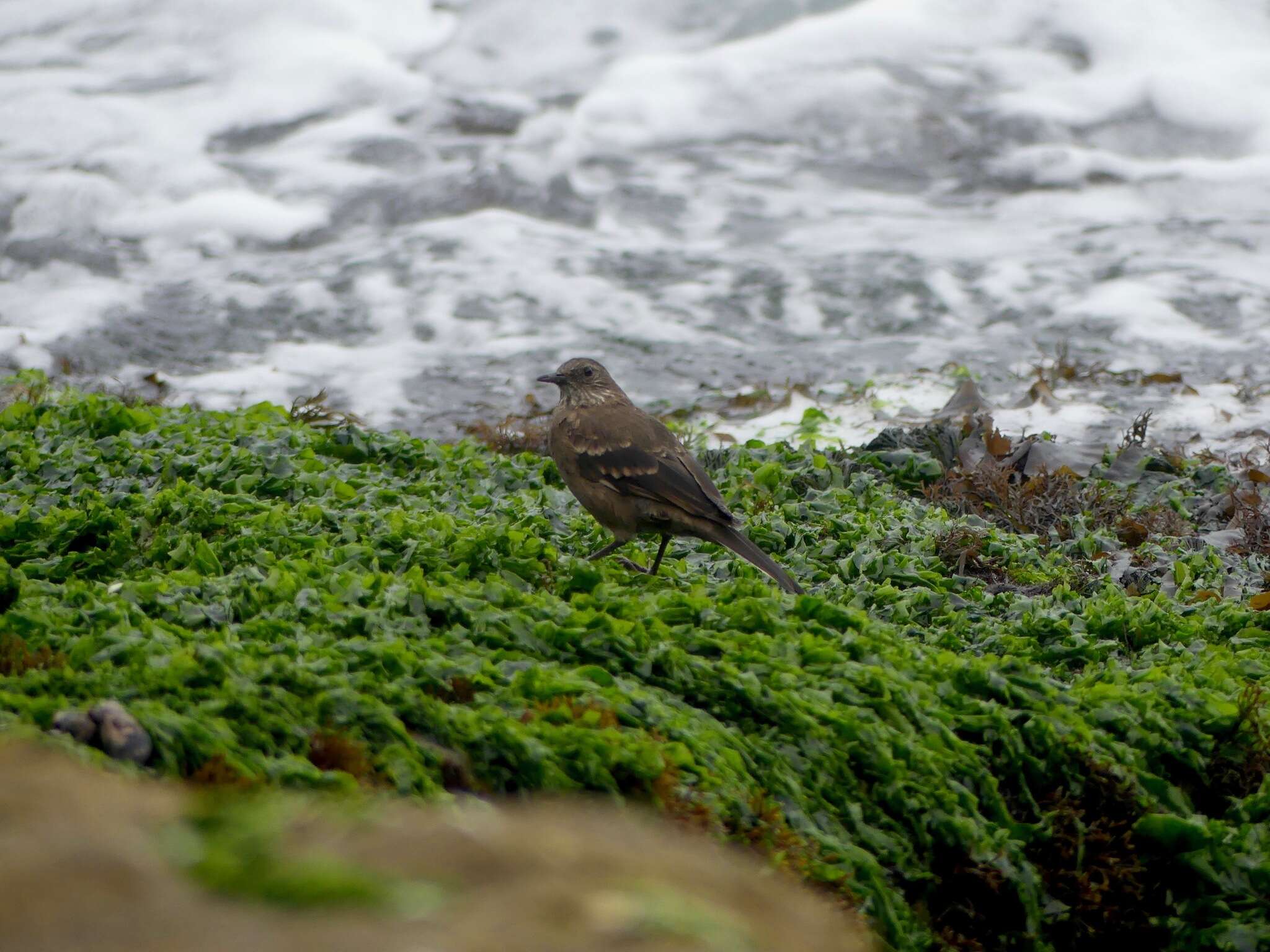 Image of Peruvian Seaside Cinclodes