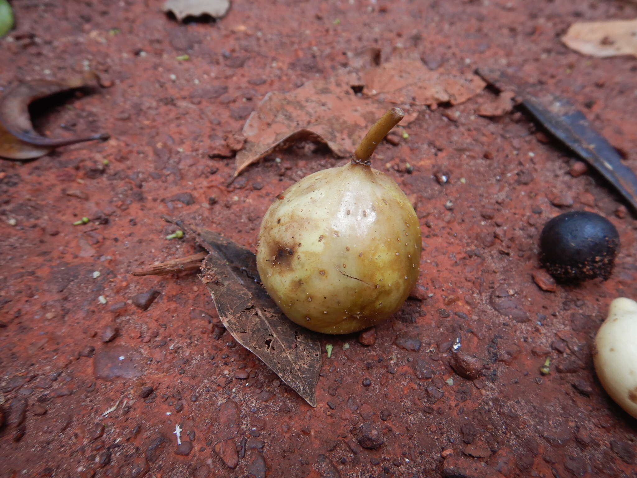 Слика од Ficus copiosa Steud.