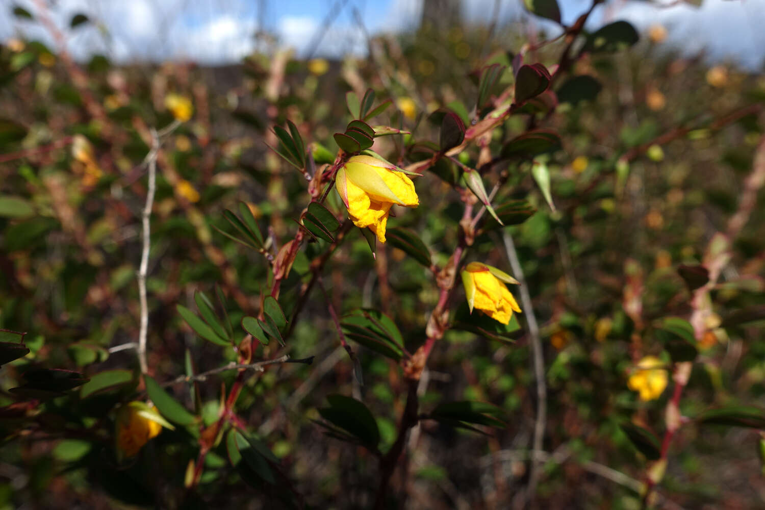 Image of Chamaecrista desvauxii (Collad.) Killip