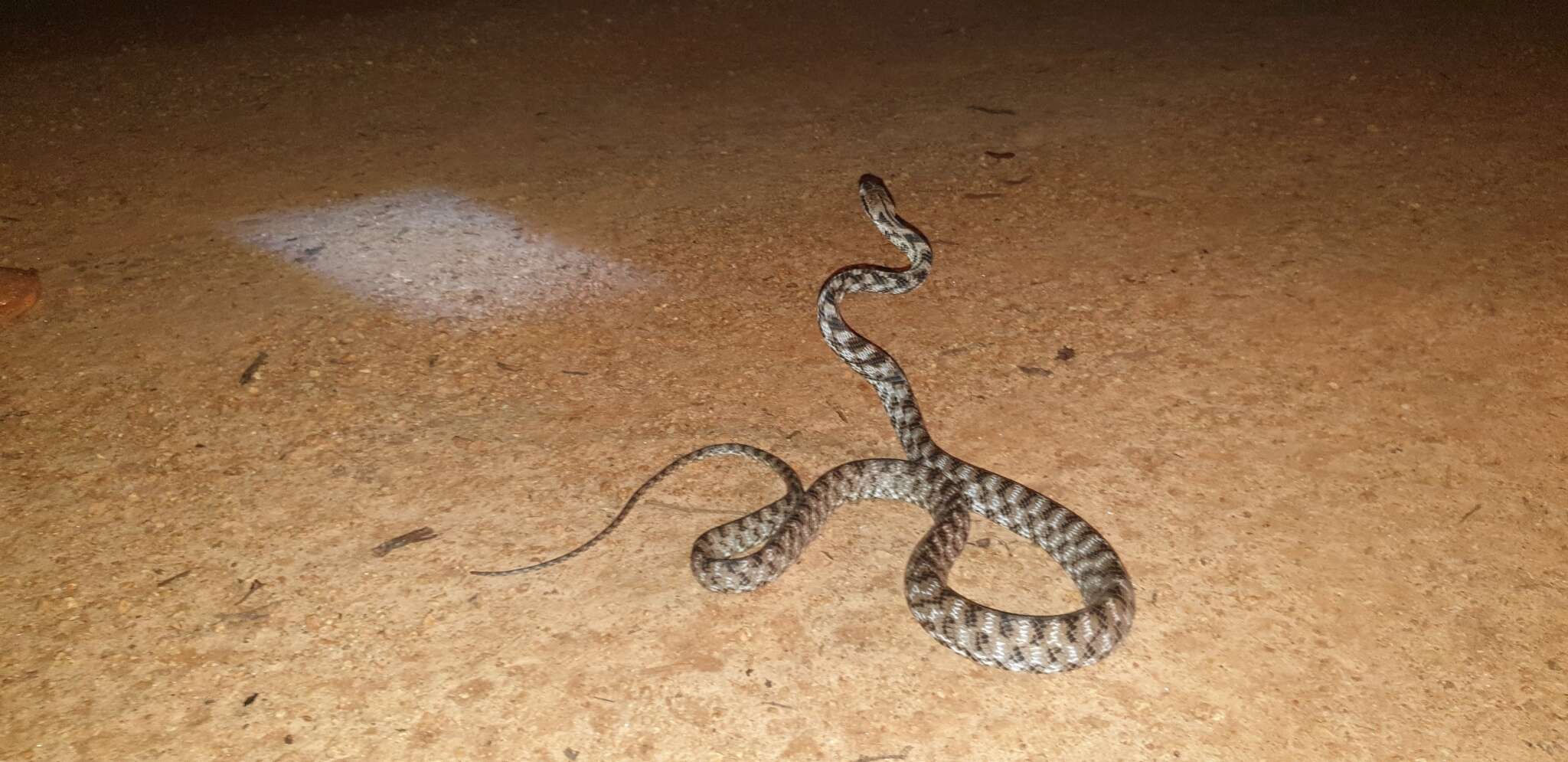 Image of Forsten's Cat Snake