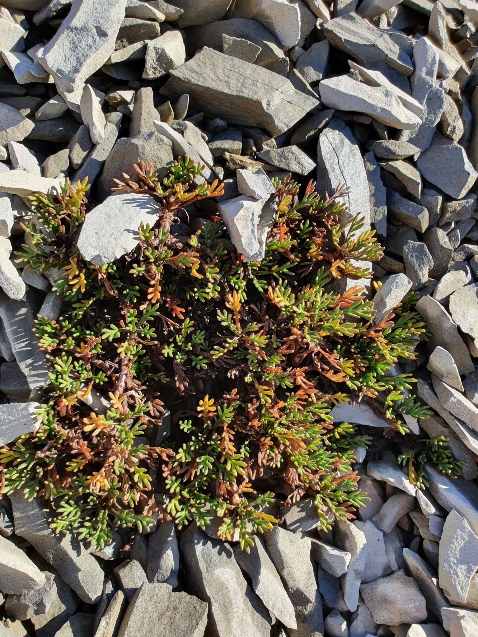 Plancia ëd Leptinella pyrethrifolia (Hook. fil.) D. G. Lloyd & C. J. Webb