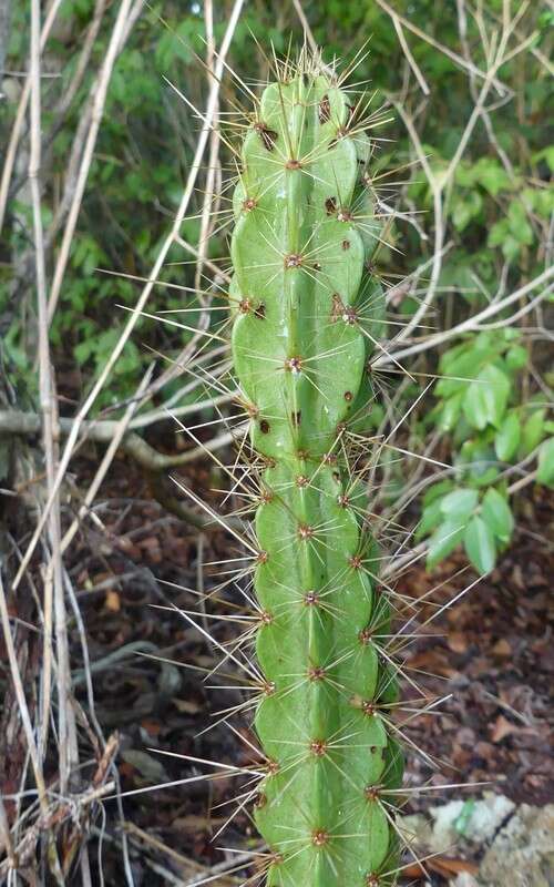 Image of Leptocereus arboreus Britton & Rose