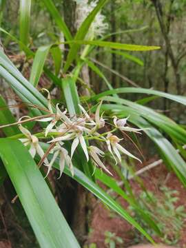 Image of Prosthechea chondylobulbon (A. Rich. & Galeotti) W. E. Higgins