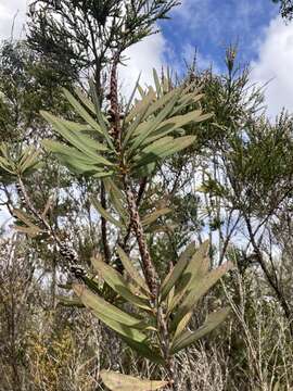 صورة Melaleuca glauca Domin