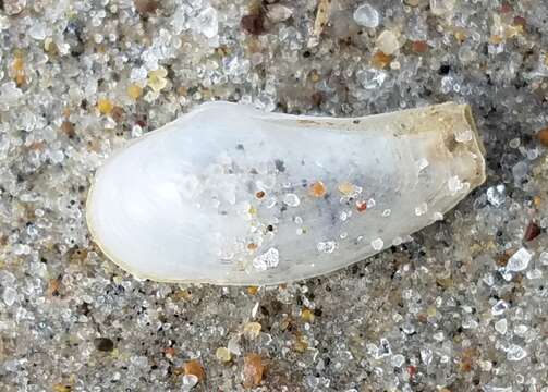 Image of glassy lyonsia