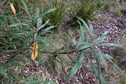 Image of Banksia integrifolia subsp. monticola K. R. Thiele