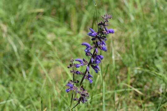 Imagem de Salvia pratensis L.