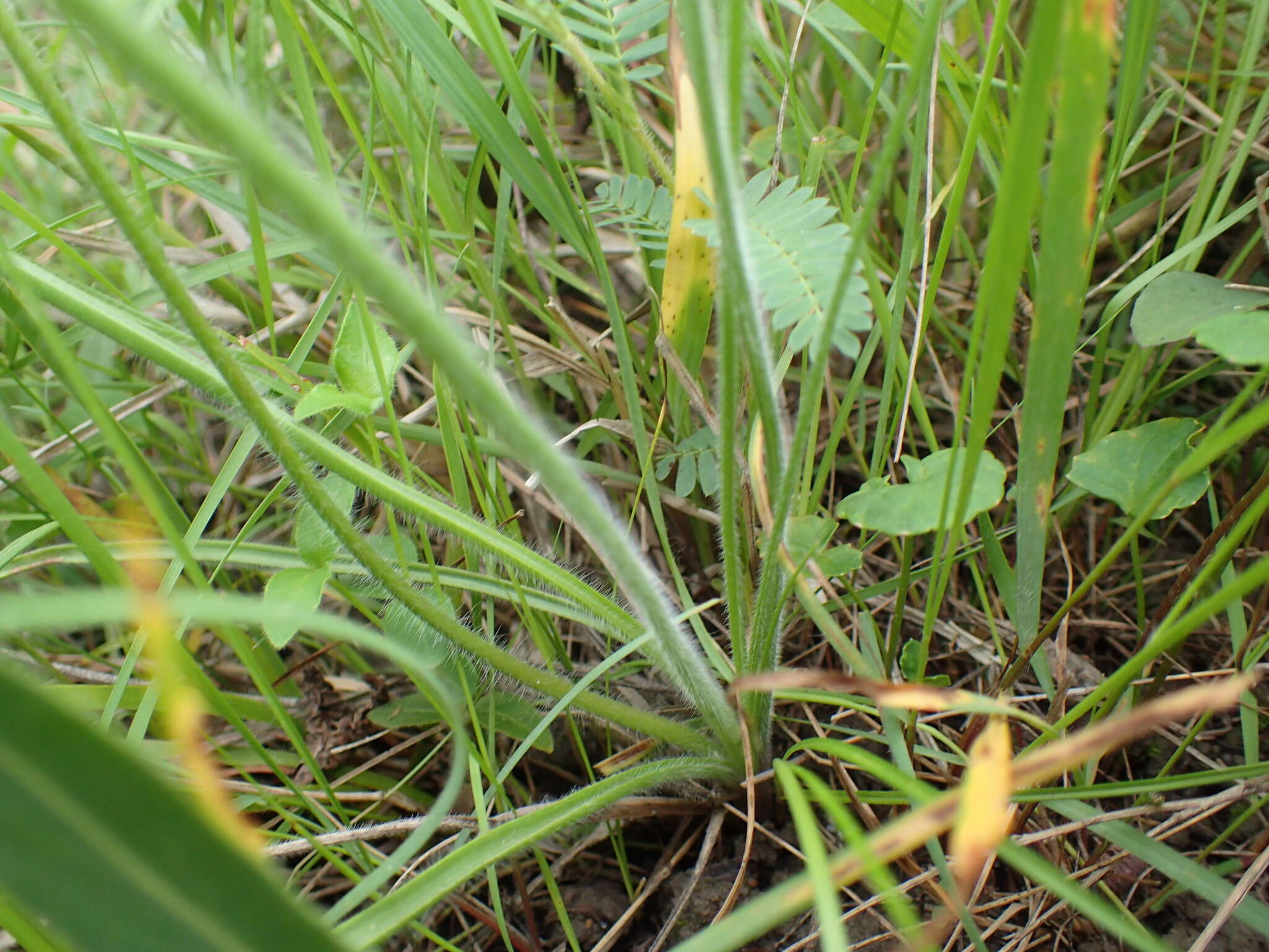 Слика од Trachyandra asperata Kunth