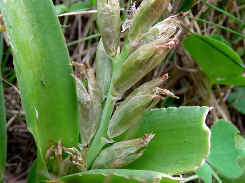 Imagem de Lachenalia reflexa Thunb.