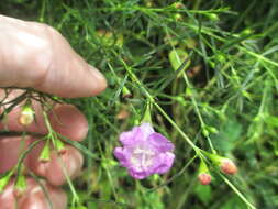 Image of purple false foxglove