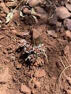 Image of Euphorbia pseudotuberosa Pax