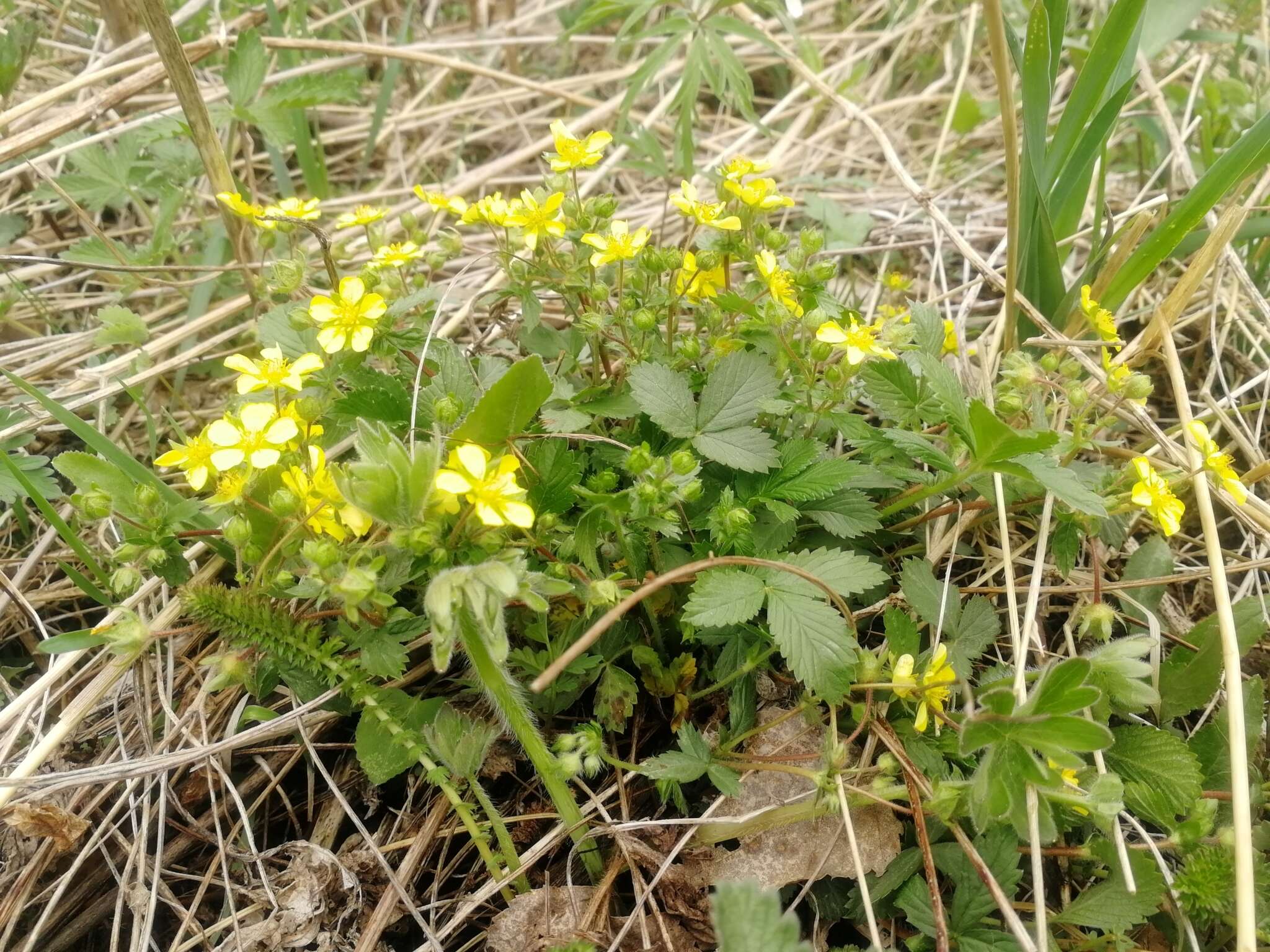 صورة Potentilla fragarioides L.