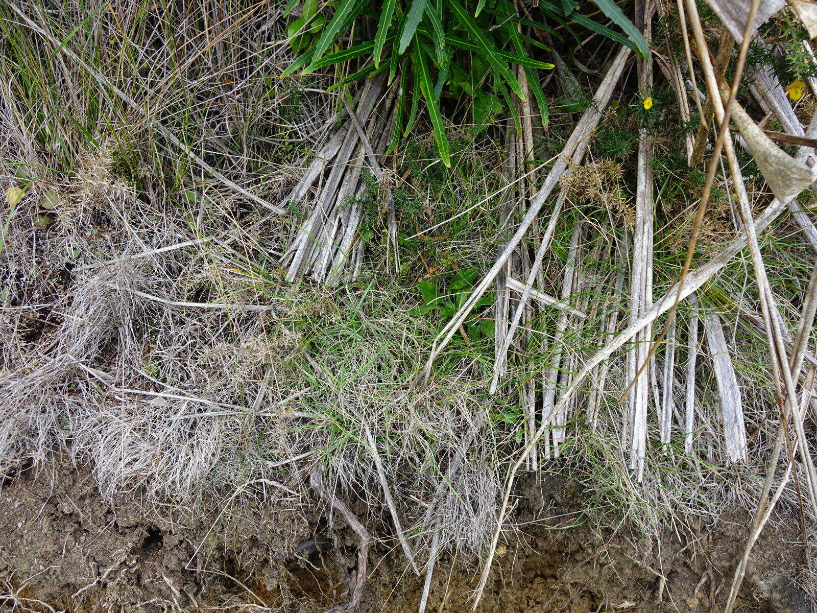 Image of Gonocarpus incanus (A. Cunn.) Orchard