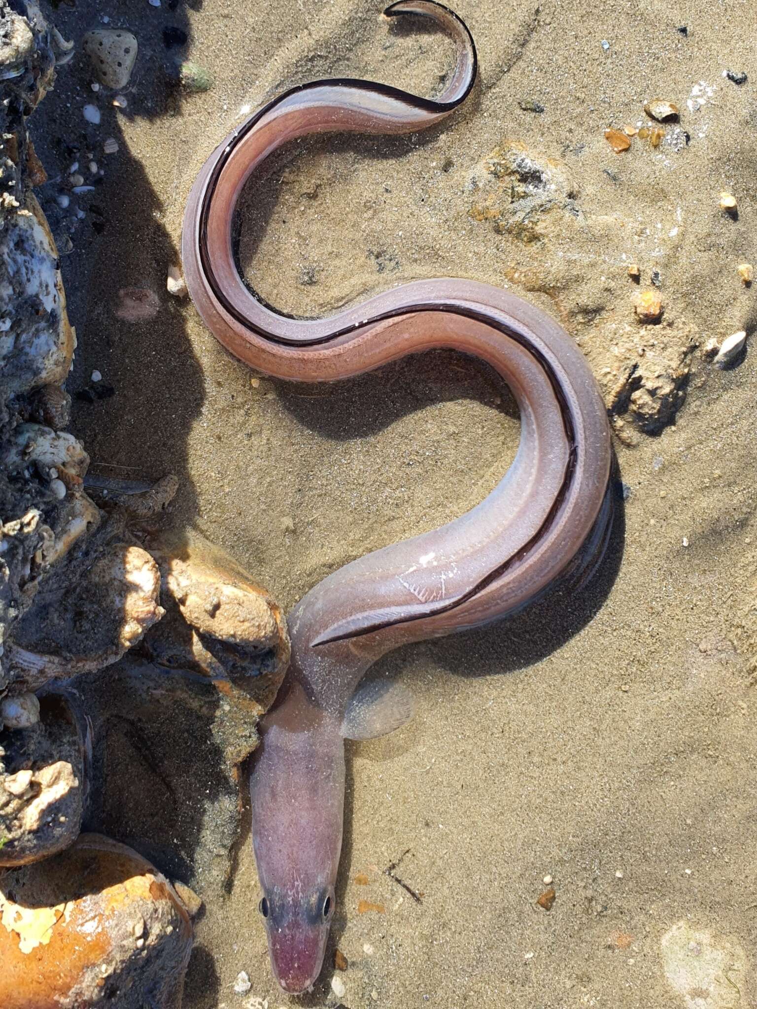 Image of Conger Eel