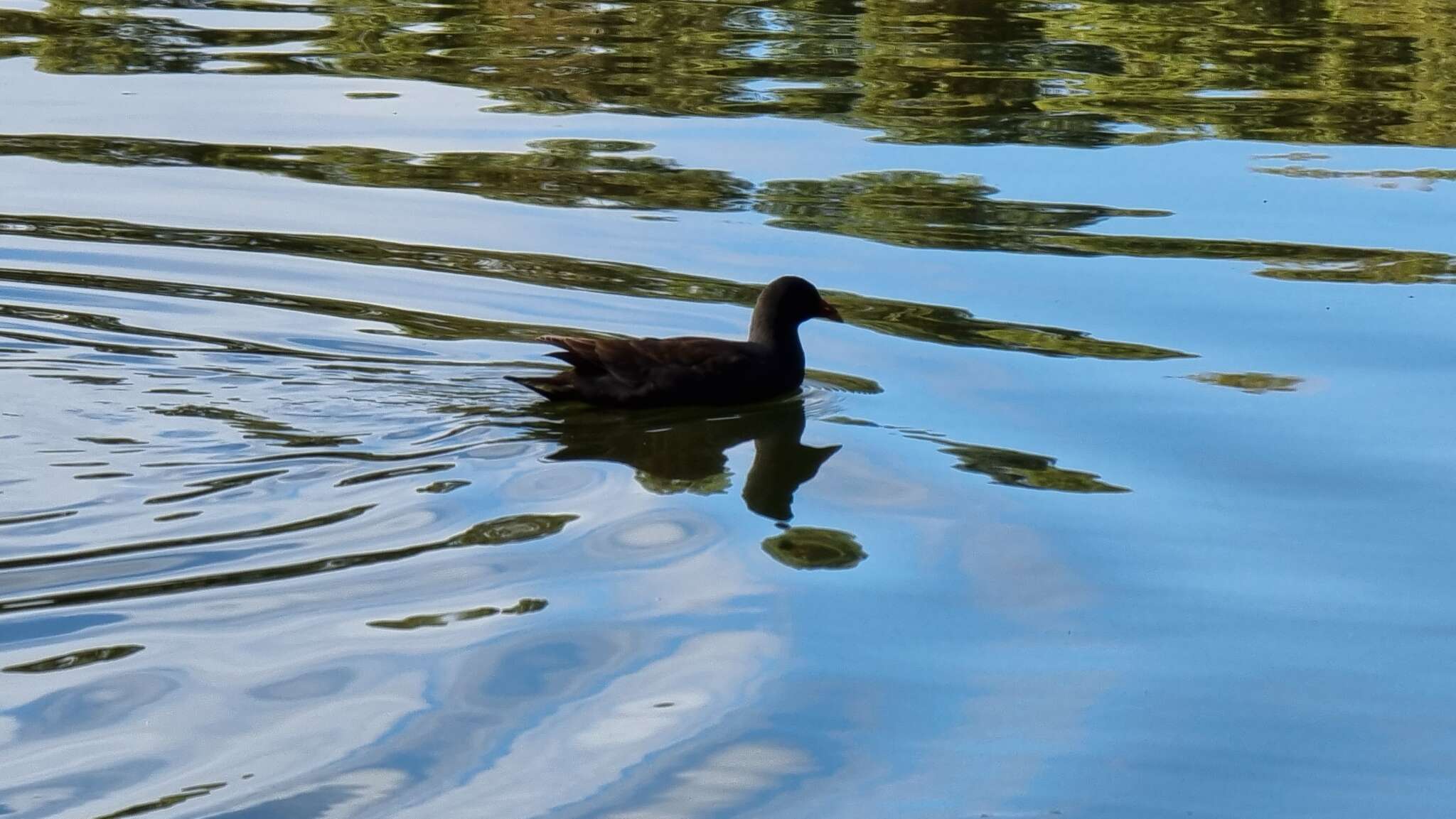 Gallinula tenebrosa tenebrosa Gould 1846 resmi