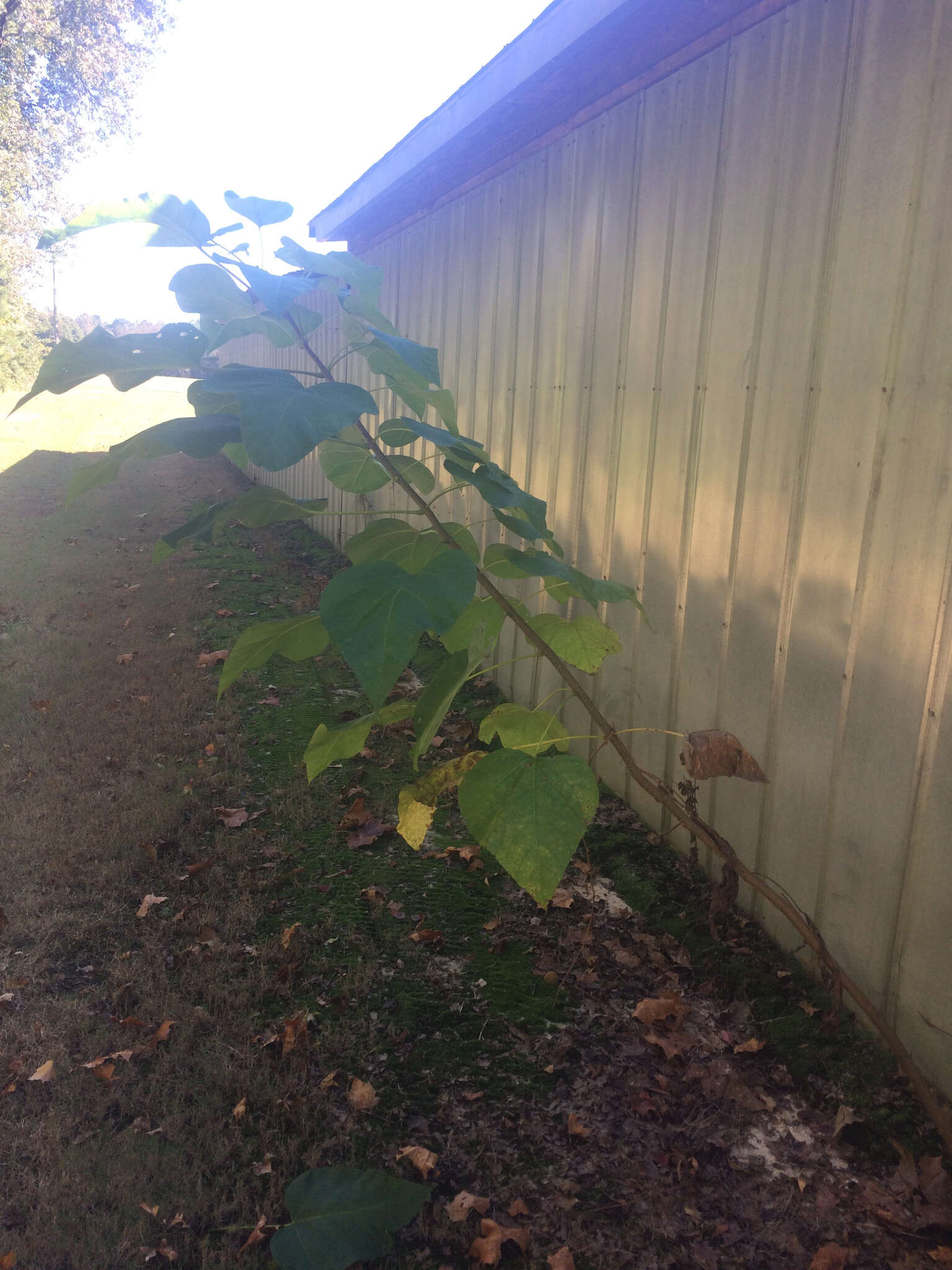 Image of southern catalpa