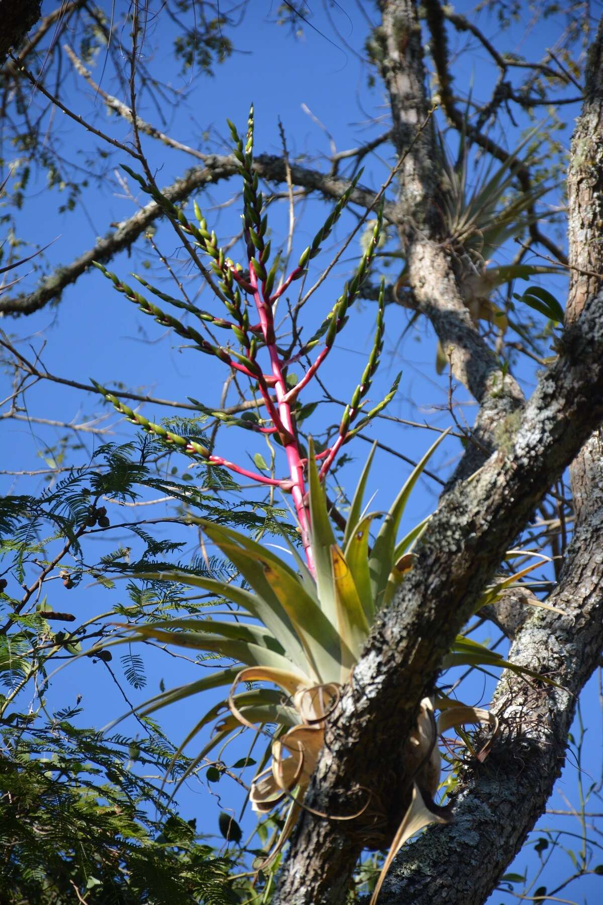 Imagem de Tillandsia comitanensis Ehlers