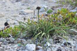 Image of coastal sedge