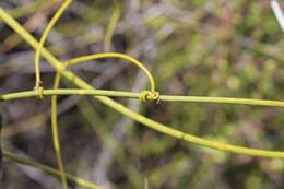 Imagem de Clematis afoliata J. Buch.