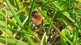 Image of Andrena nitida (Müller 1776)