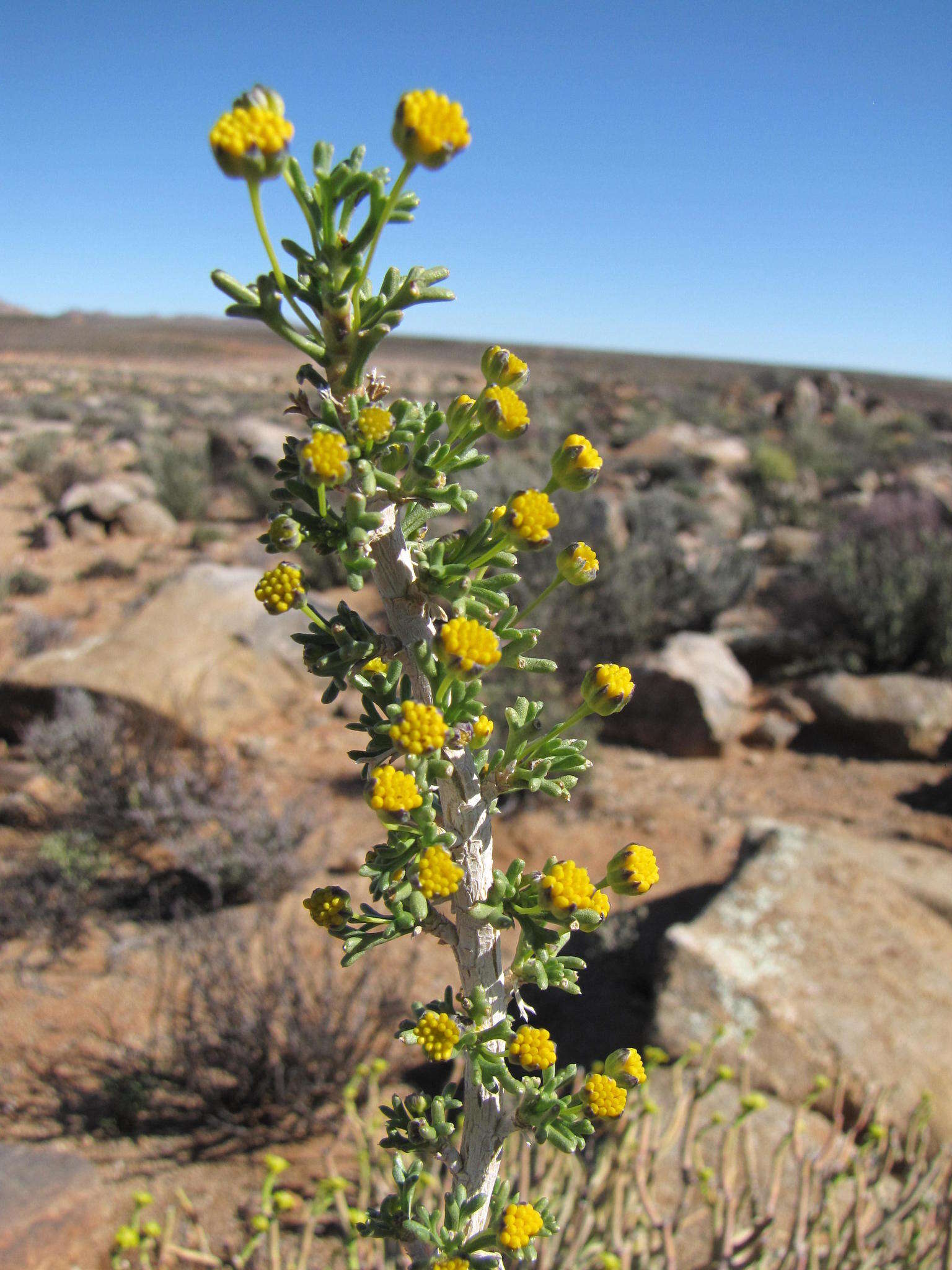 Euryops subcarnosus subsp. vulgaris B. Nord. resmi