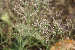 Imagem de Limonium gerberi A. Soldano