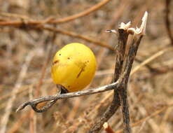 Image of Carolina horsenettle