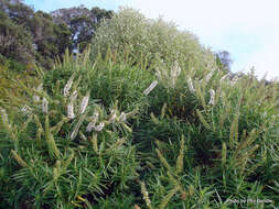 Image de Veronica salicifolia G. Forster