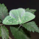 Image of Essex Emerald