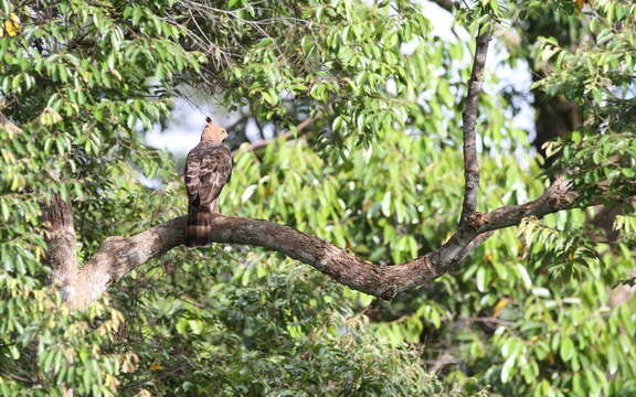 Nisaetus nanus (Wallace 1868) resmi