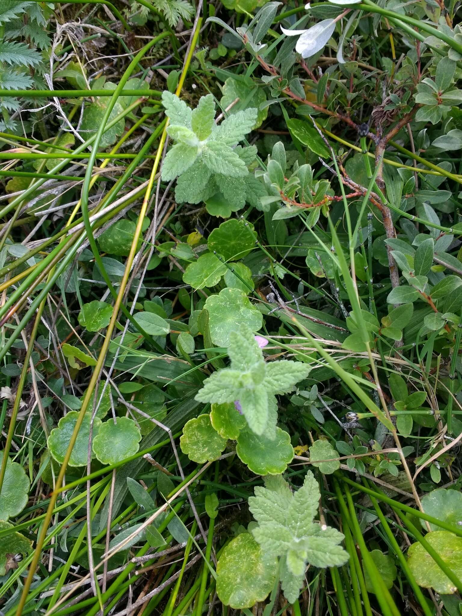 Image of Water germander